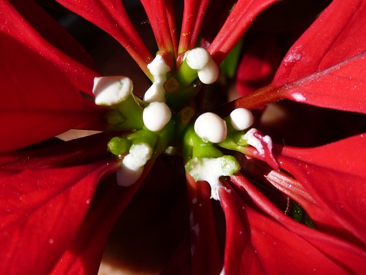 最新のhdポインセチア 白い 液 最高の花の画像